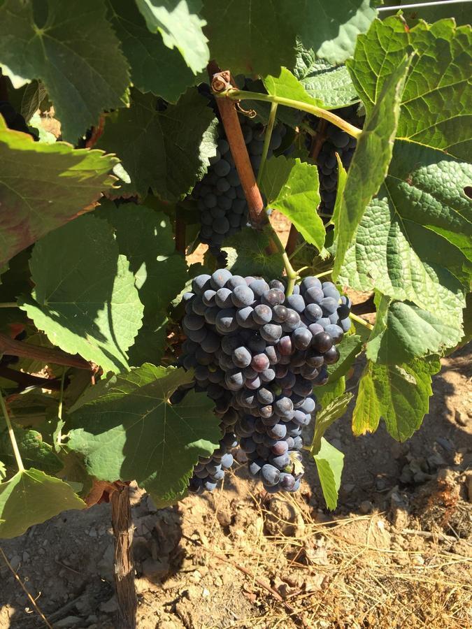 Вилла Quinta Dos Espinheiros Provesende Номер фото